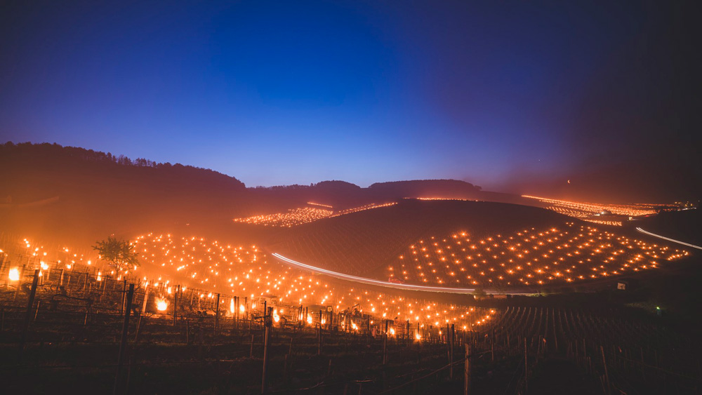 Centaines de milliers de bougies antigel dans le vignoble de Chablis (Bourgogne)