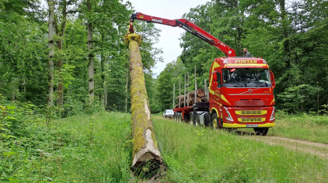 Débardage des grumes (troncs ébranchés). Photo IDF Nature.