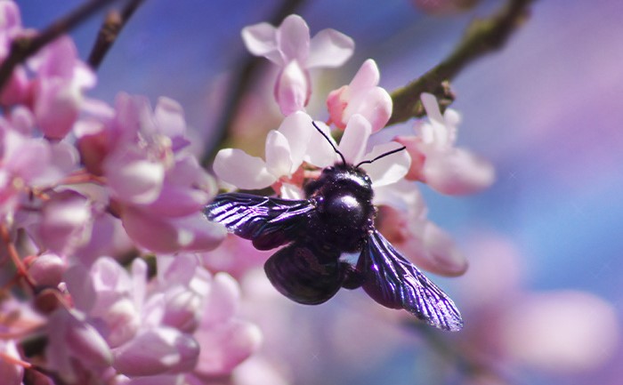 Photo Marion Colombier Lavague, à Ambernac (Charente)