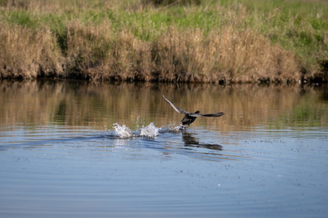 Le Marais Du Bout De Sac-crédit JS-Région PDLL
