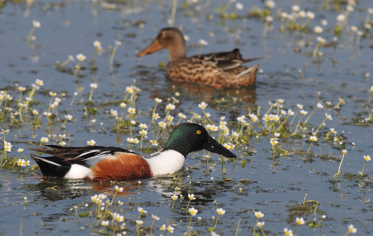 Le Canard Souchet Photo Cedric Nassivet.