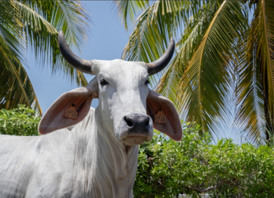 Biguine, vache martiniquaise de race Brahman, choisie pour être l’égérie de l’événement lors du Salon 2026. Photo SIA.