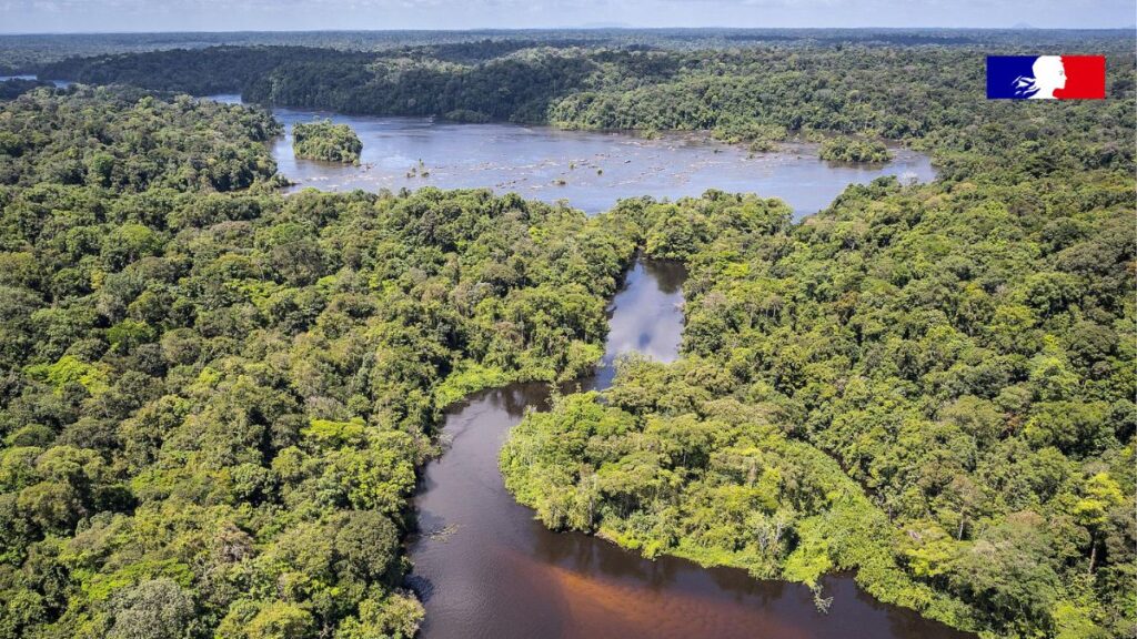 La forêt couvre près de 96 % de la surface de la Guyane.
